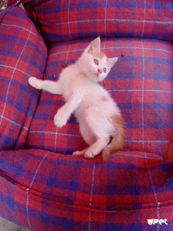 Кошкин дом Ярославль