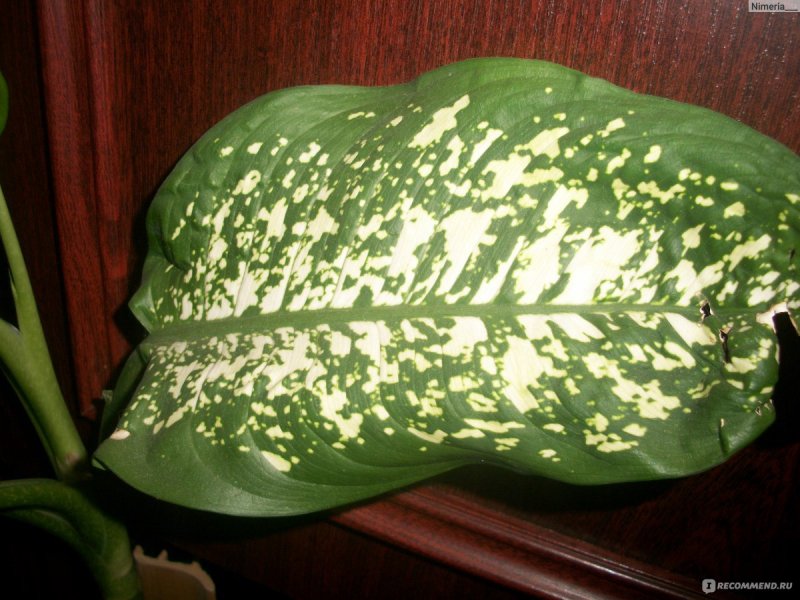 Диффенбахия (Dieffenbachia)
