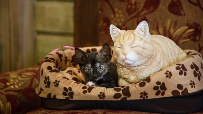 Дом для котят