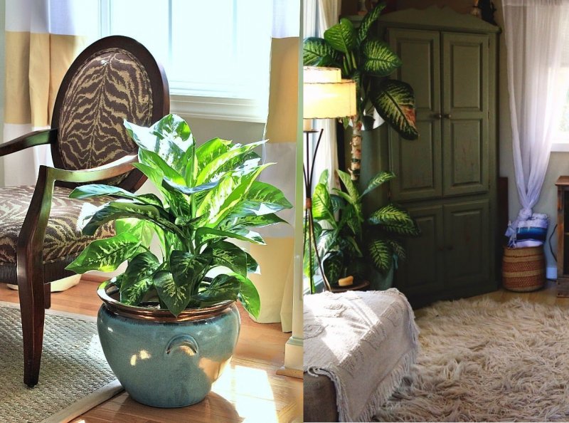 Диффенбахия (Dieffenbachia)