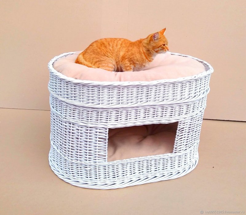 Кошкин дом Сыктывкар приют котята