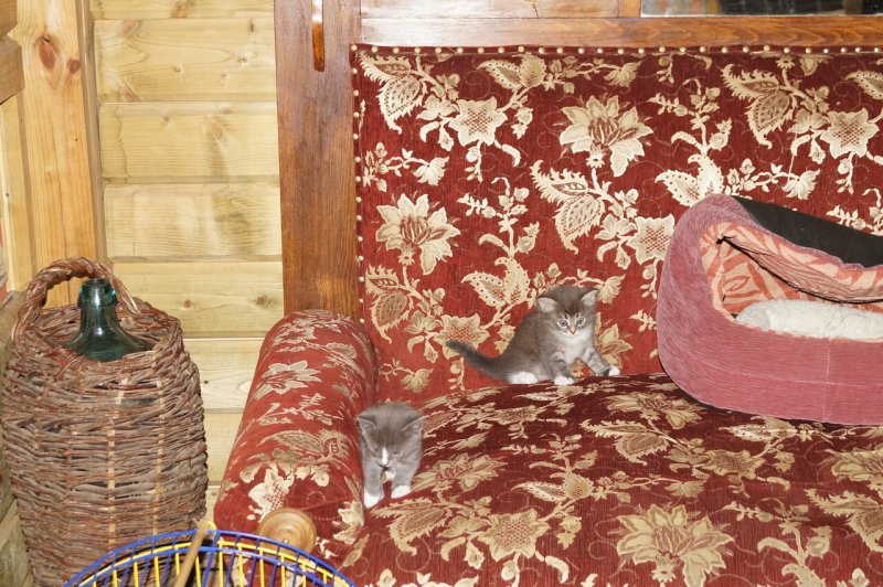 Кошкин домик