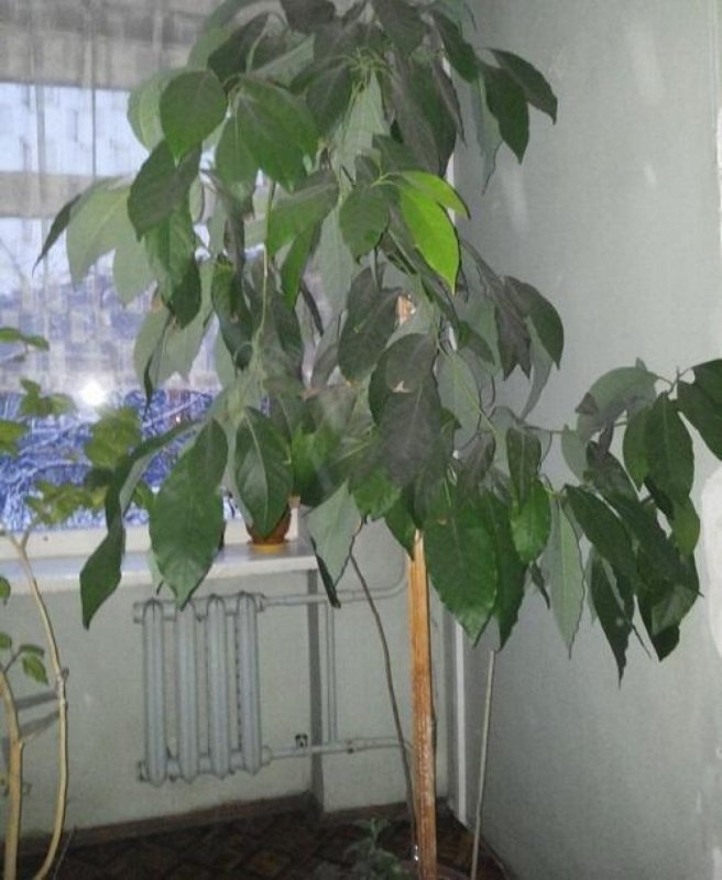 Авокадо дерево в домашних