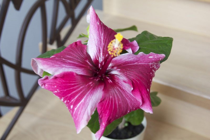 Красный гибискус – Red Hibiscus
