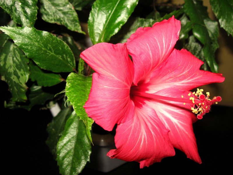 Китайская роза (Hibiscus Rosa-sinensis)