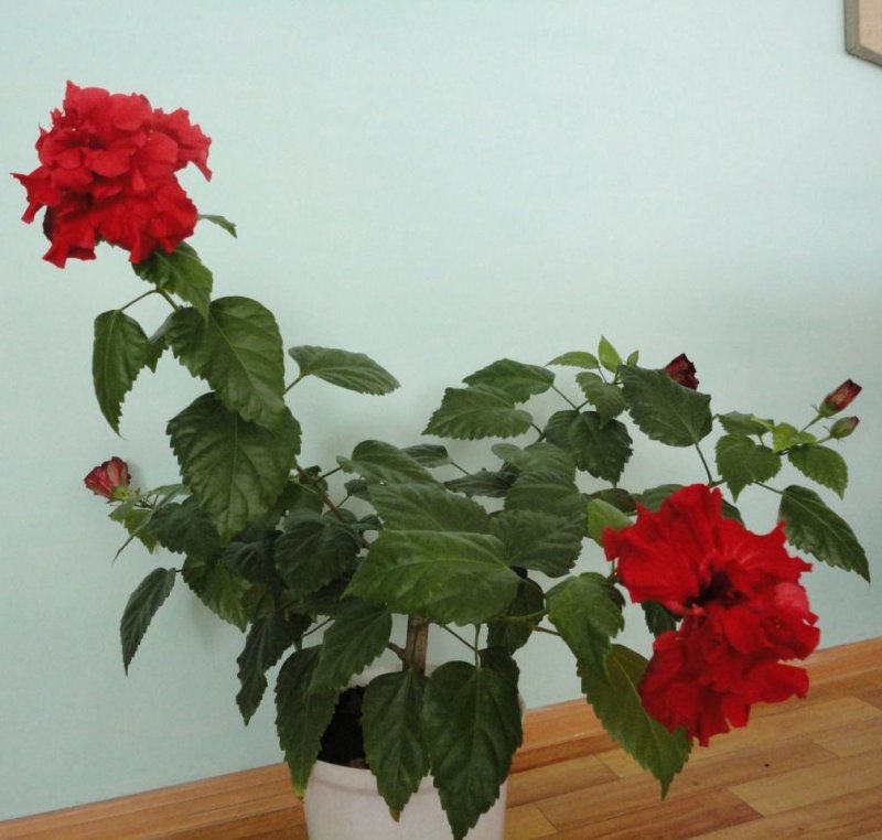 Красный Розан гибискус