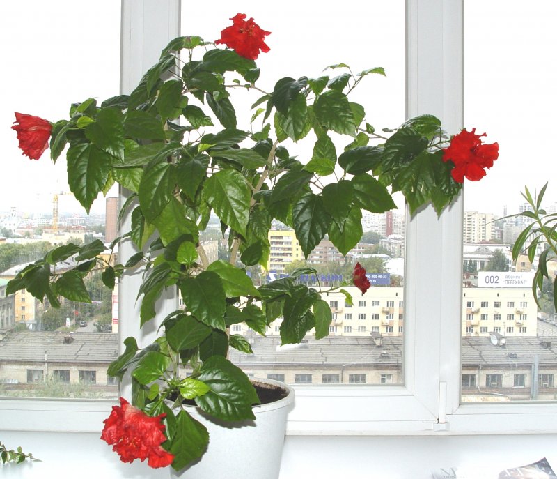 Гибискус Розан