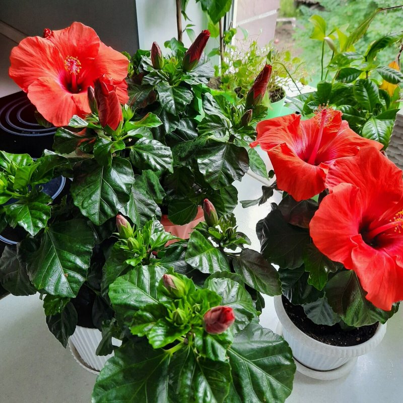 Гибискус - Hibiscus d27 h160