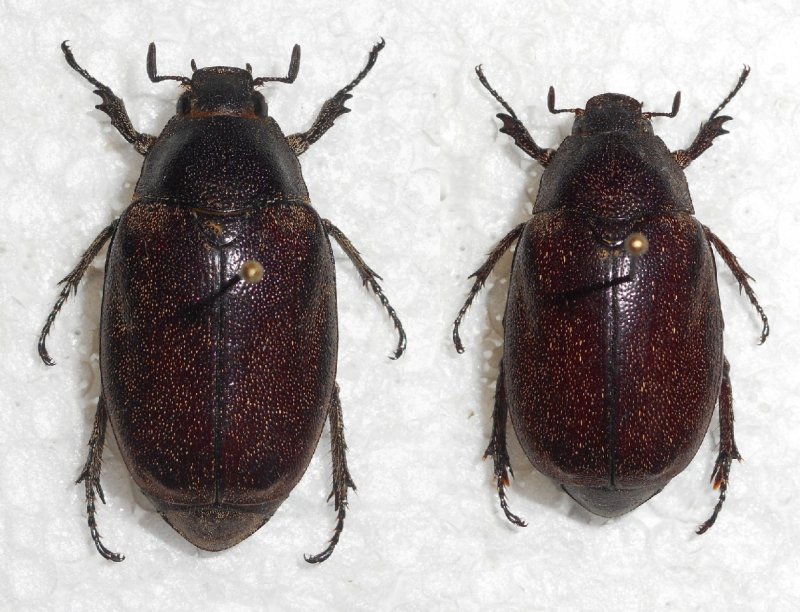 Стизус двухточечный Stizus bipunctatus (f. Smith, 1856)