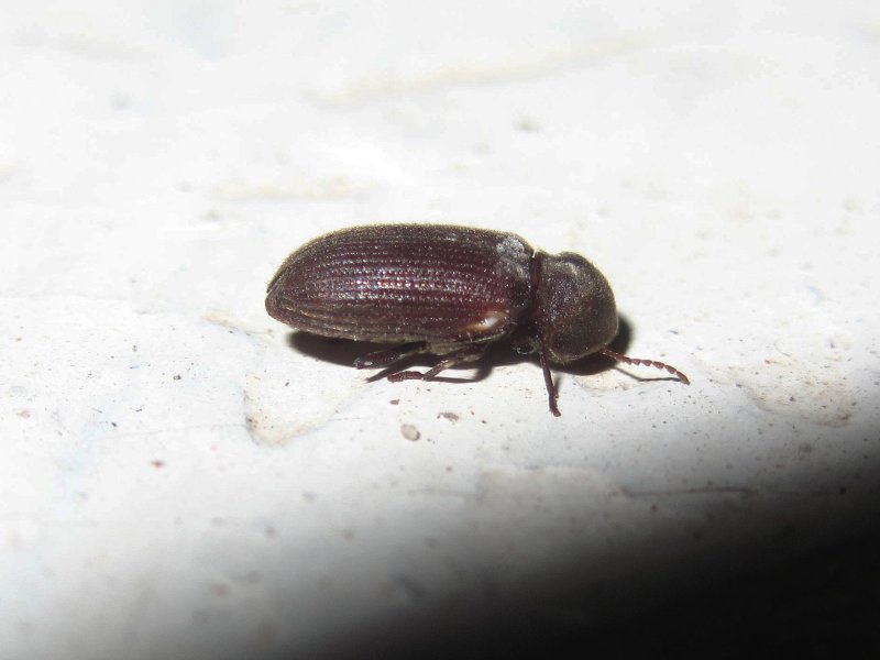 Жужелица Головастая Broscus cephalotes
