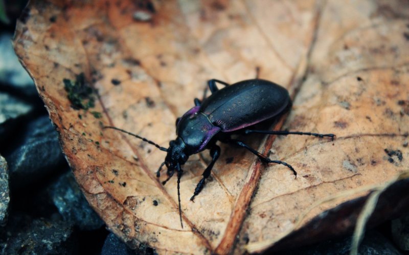 Жук c. violacea