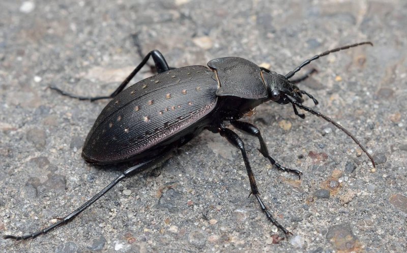 Мокрица шероховатая (Porcellio scaber)