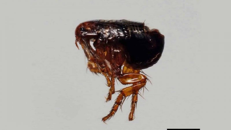 Клопы постельные (Cimicidae)