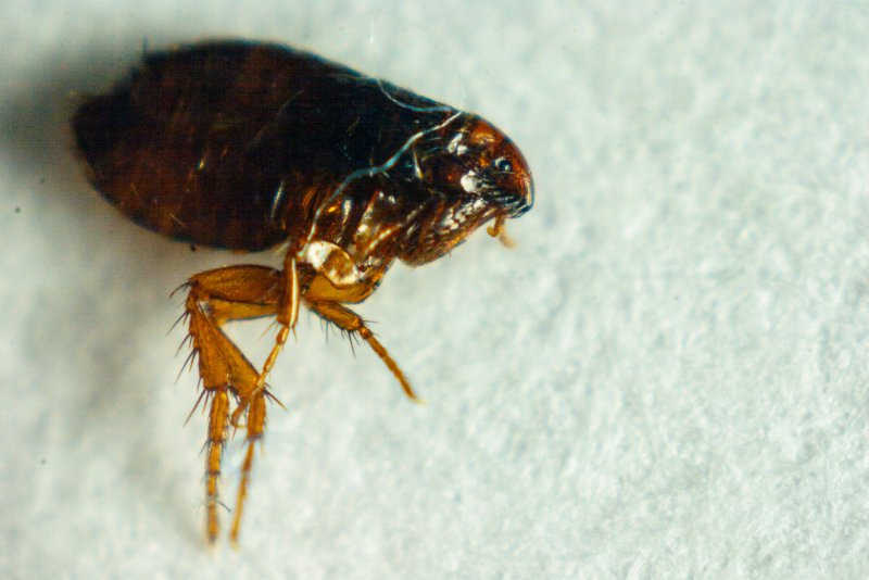 Ctenocephalides Felis