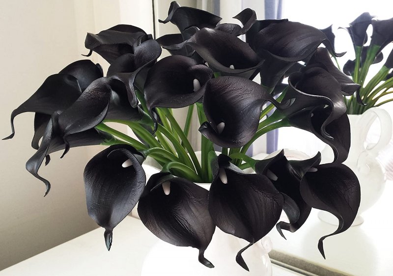 Zantedeschia Sapporo