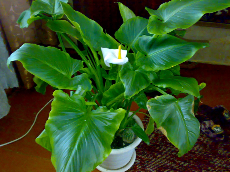 Калла(Zantedeschia) Captain Safari оранжевый