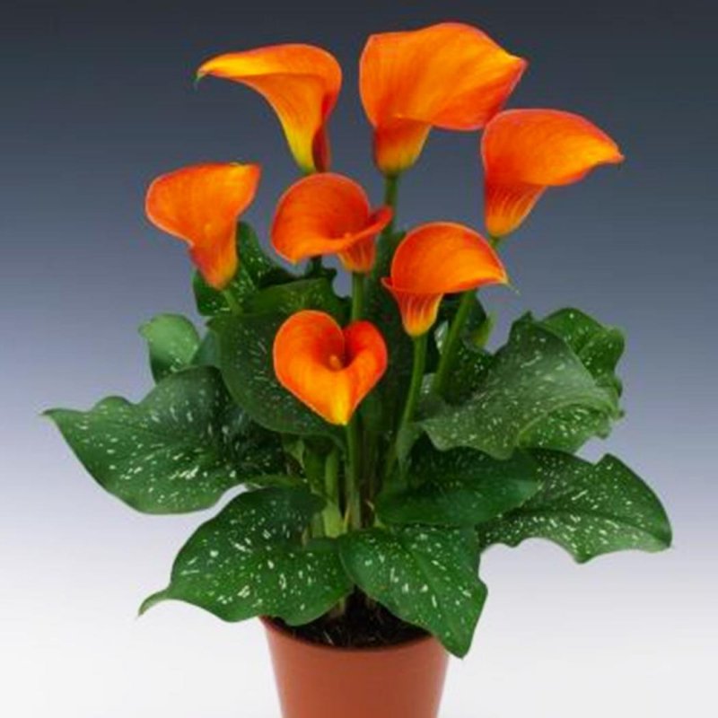 Калла Zantedeschia