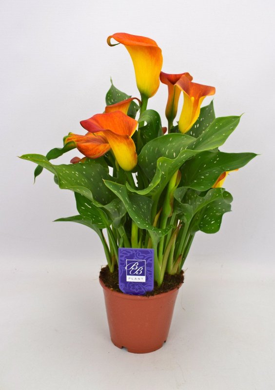 Калла эфиопская (Zantedeschia aethiopica