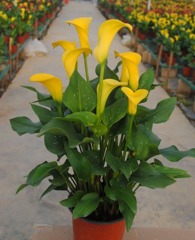 Zantedeschia лимонная