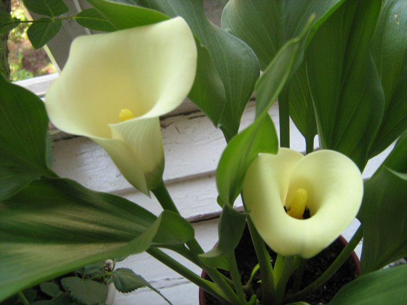 Калла Zantedeschia