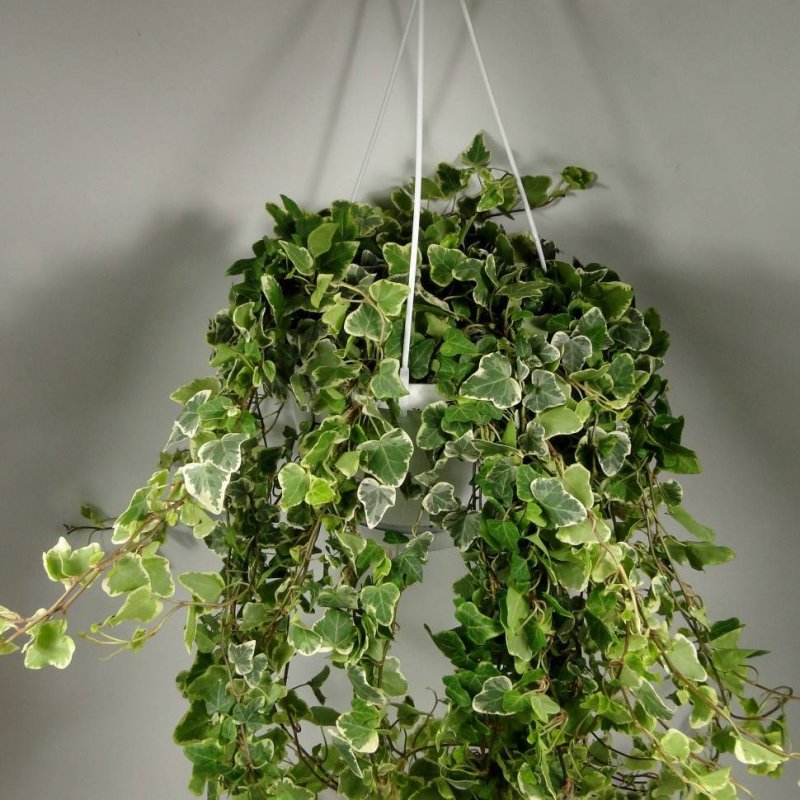 Плющ Hedera Helix