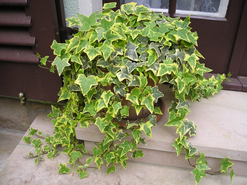 Плющ обыкновенный (Hedera Helix)