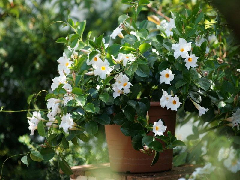 Дипладения Sundaville White