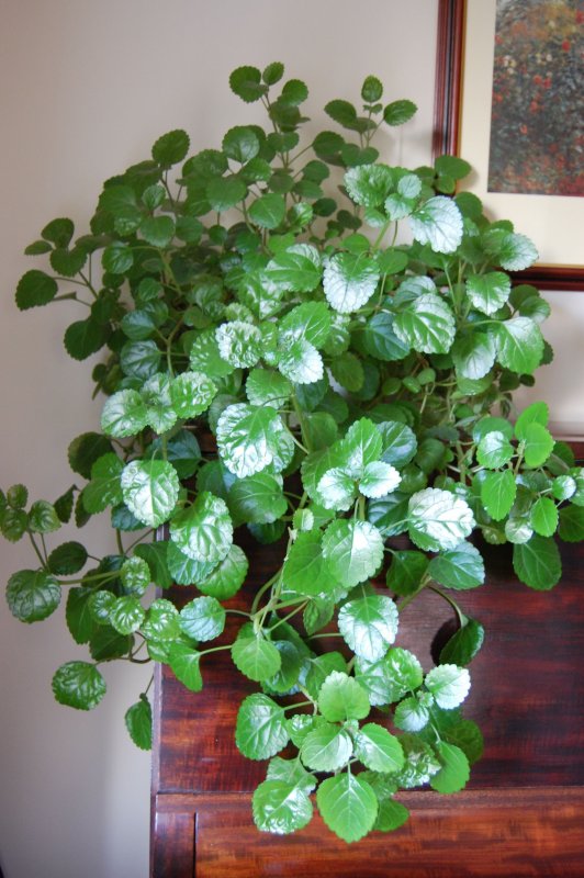 Плектрантус Эртендаля (Plectranthus oertendahlii)