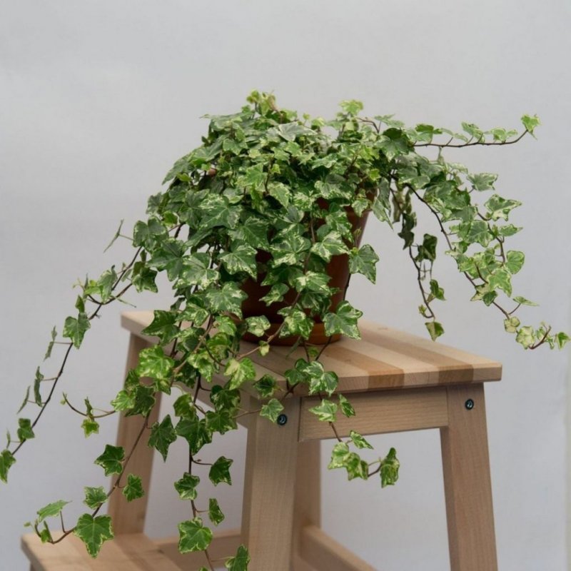 Плющ Hedera Helix