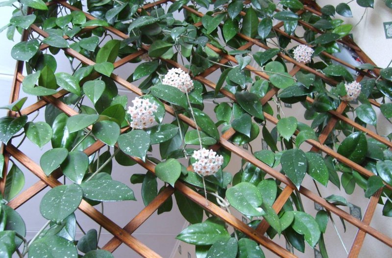 Карликовый плющ комнатный