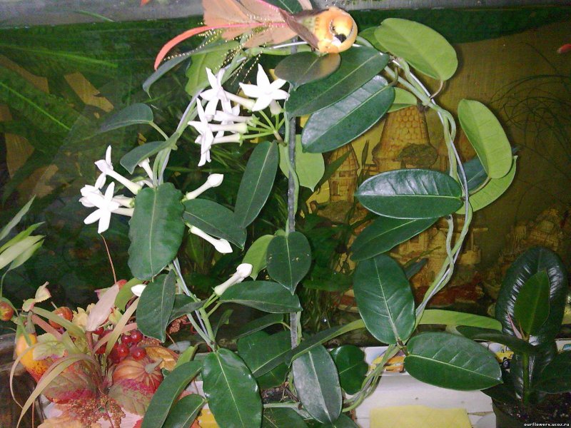 Плющ Лиана