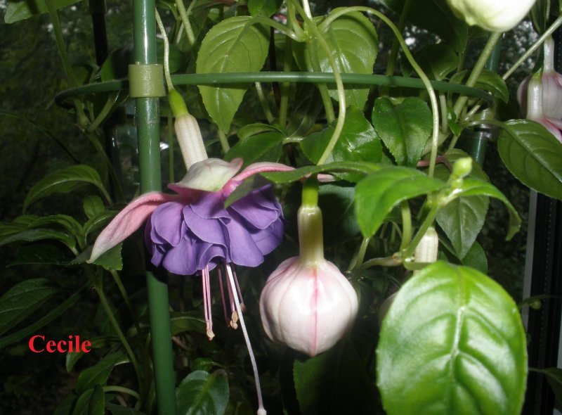 Плющ Hedera Helix
