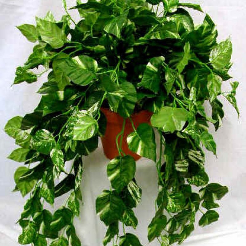 Плющ Hedera Helix