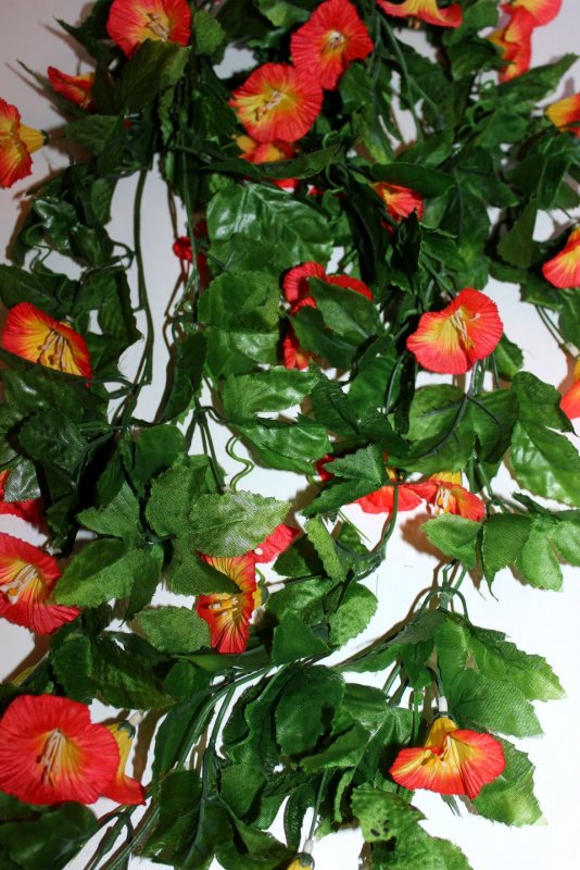 Плющ Hedera Helix