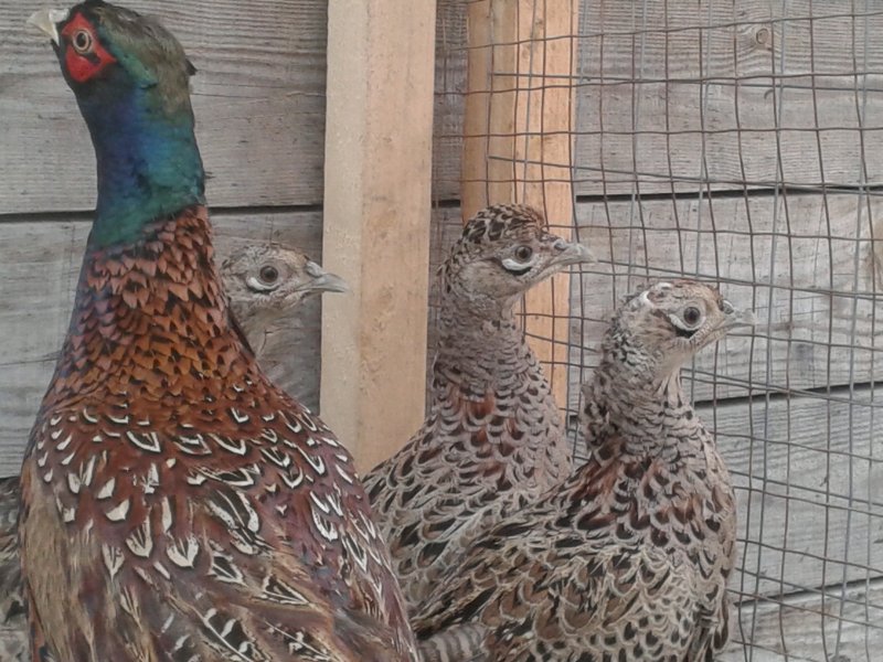 Фазаны (Pheasants)