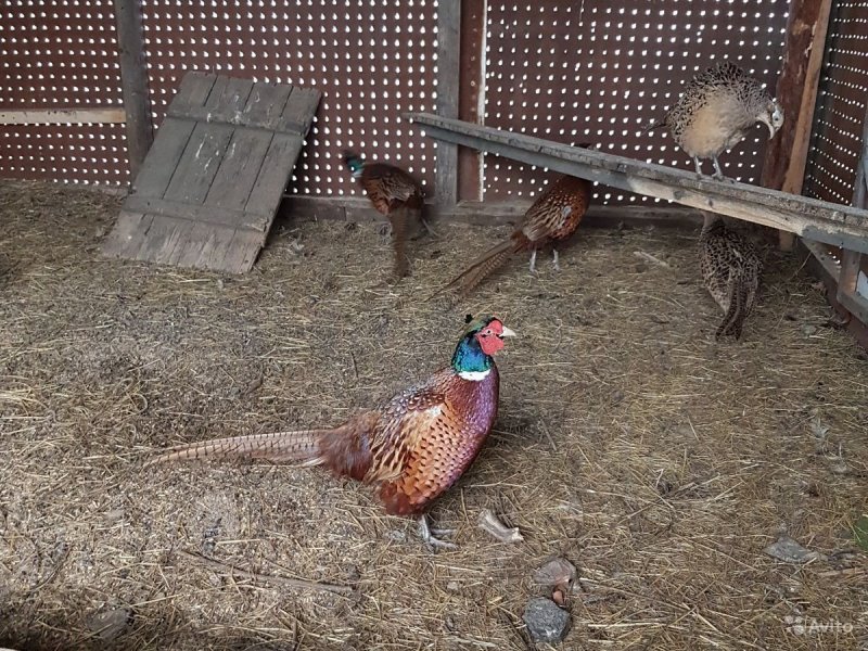 Фазаны (Pheasants)