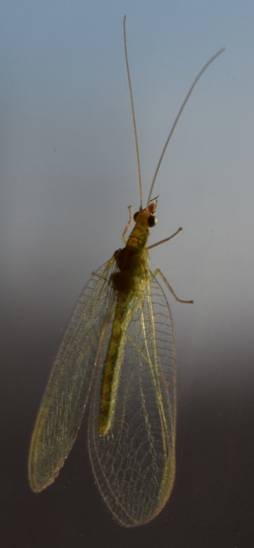 Chrysopidae (златоглазка)