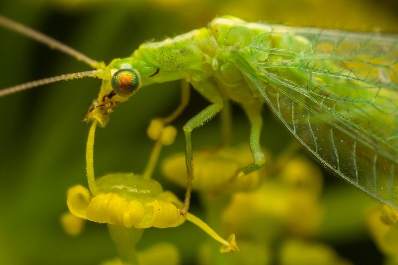 Lepisma saccharina