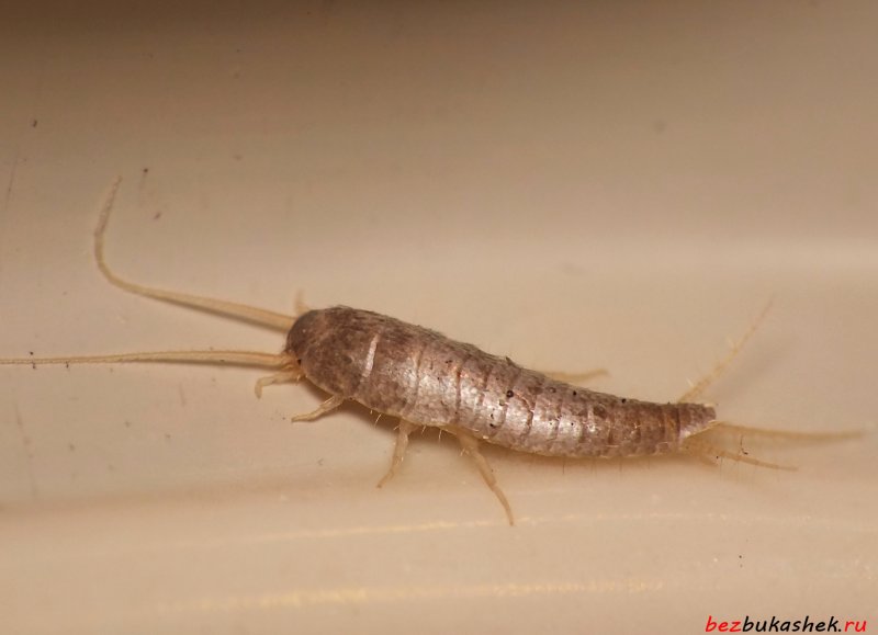 Chrysopidae (златоглазка)