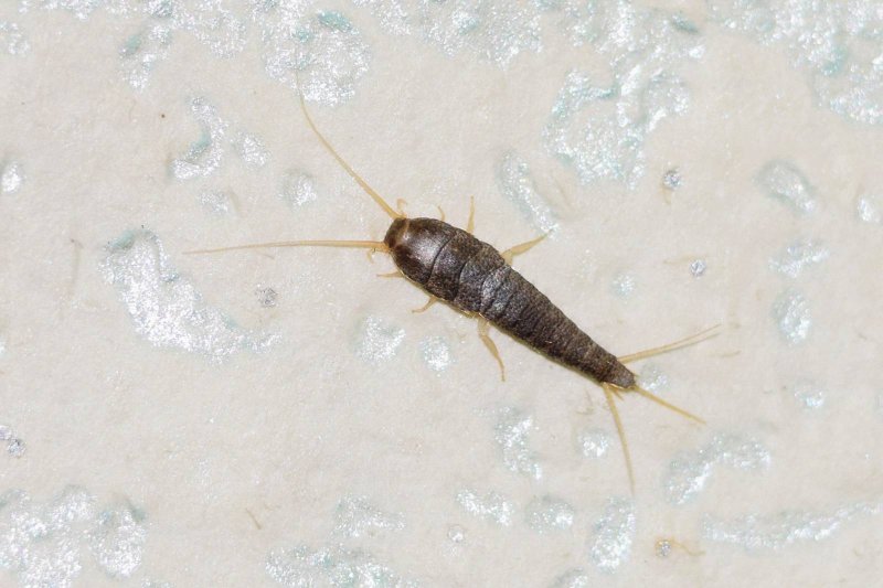 Meiosimyza rorida