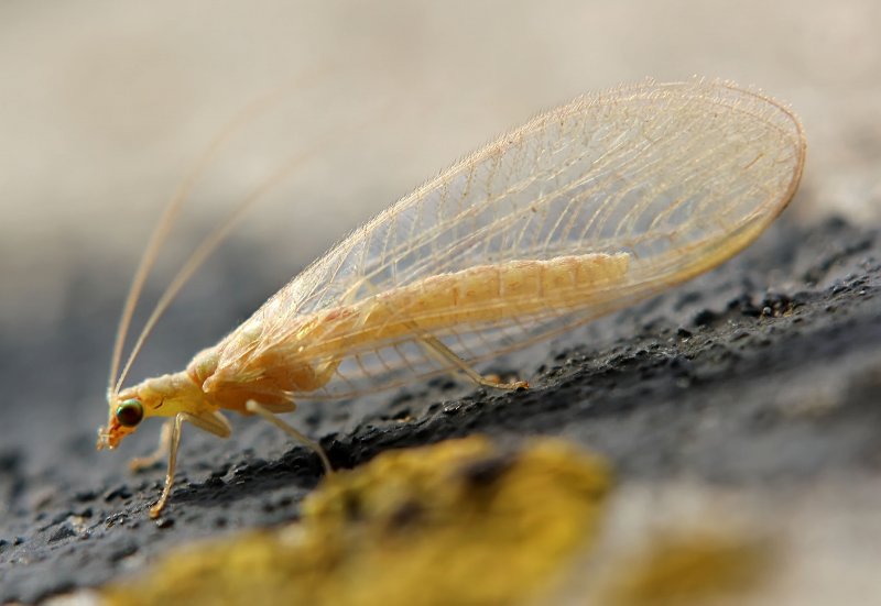 Ногохвостки отряд Collembola.