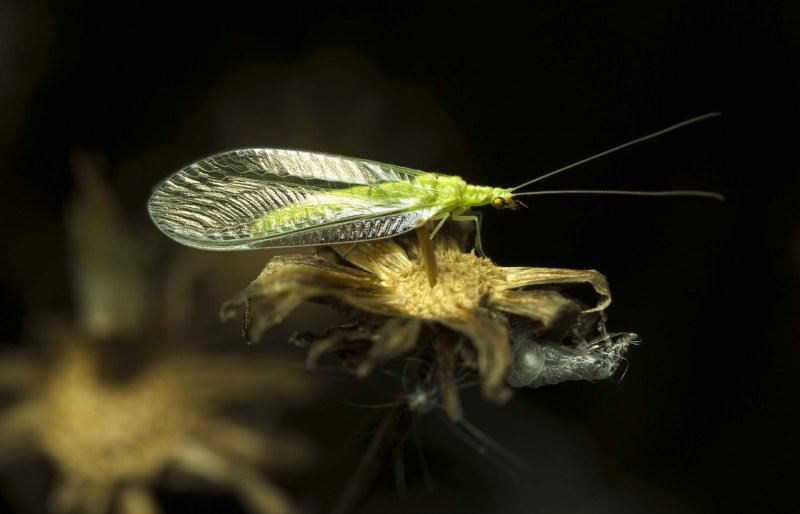 Чешуйница (lepisma saccharina)