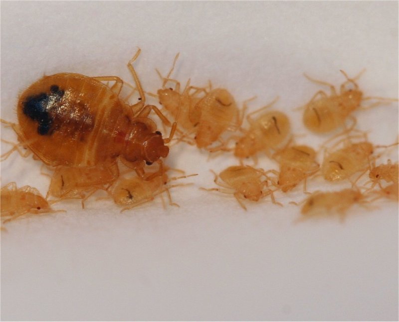 Платяная вошь (Pediculus humanus corporis)