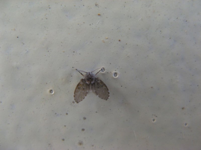 Green Lacewings