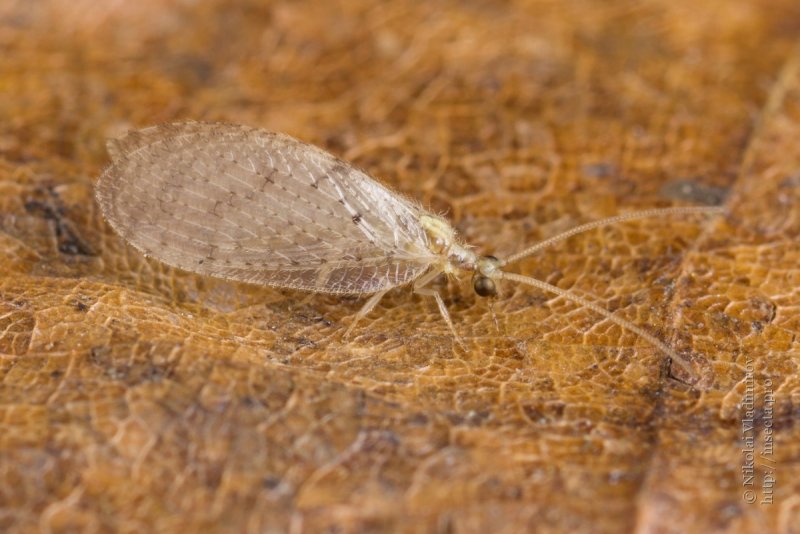 Обыкновенная мухоловка (Scutigera coleoptrata)