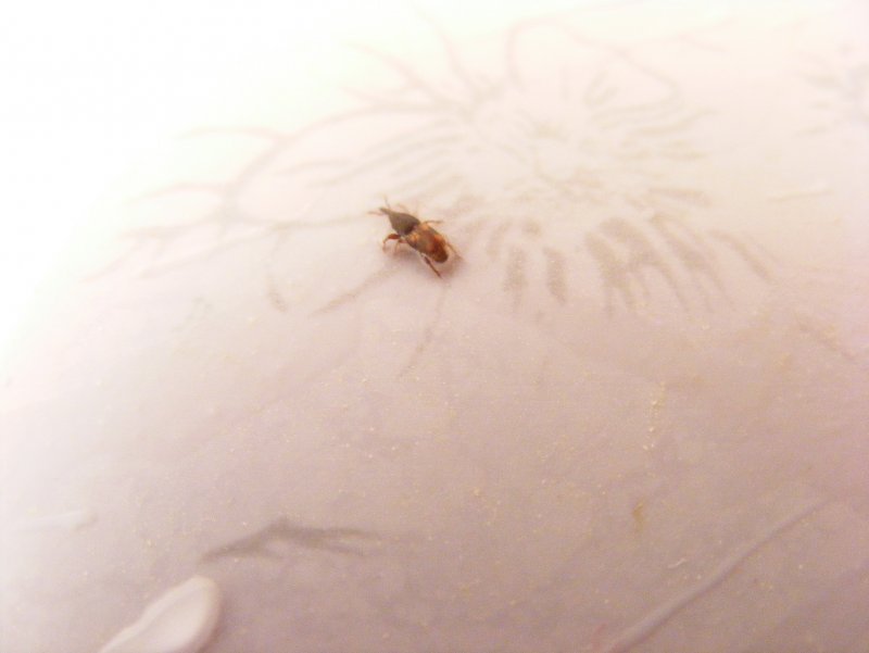 Постельный клоп Cimex lectularius (личинки, нимфы)
