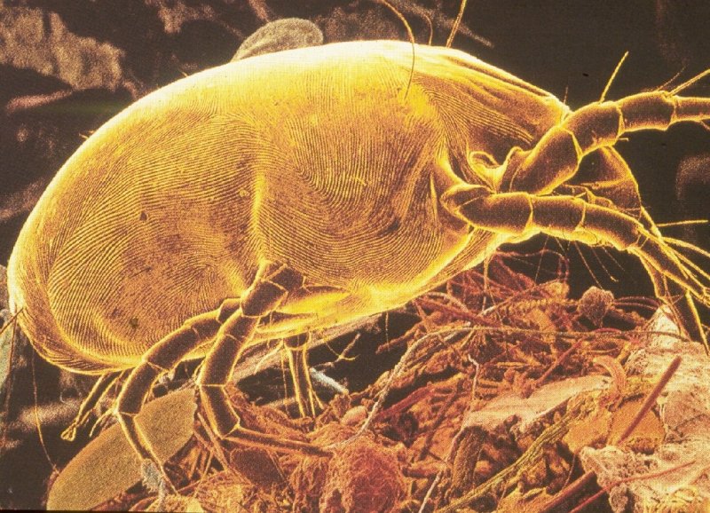 Клещ Dermatophagoides pteronyssinus IGE