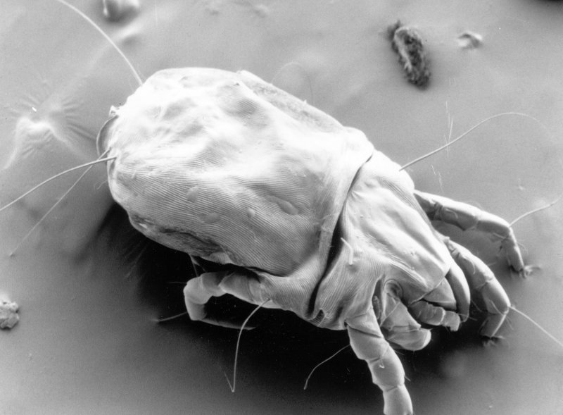 Клещ Dermatophagoides farinae