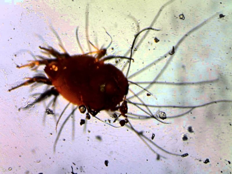 Клещ Dermatophagoides farinae
