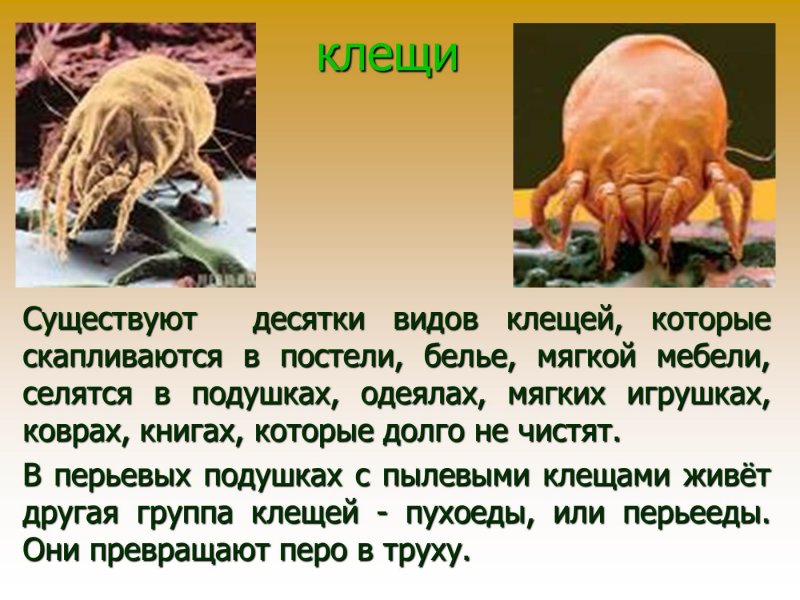 Аллергены клещей домашней пыли